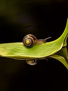 Preview wallpaper leaf, snail, dark water, close-up, traveling, green