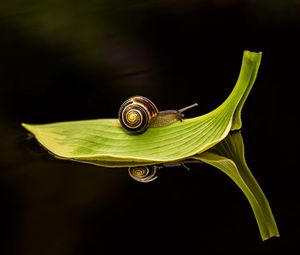 Preview wallpaper leaf, snail, dark water, close-up, traveling, green