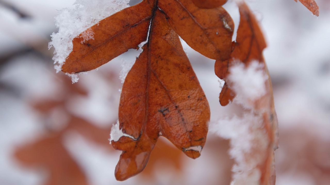 Wallpaper leaf, snow, macro, winter, blur