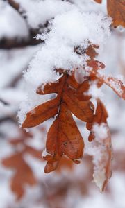 Preview wallpaper leaf, snow, macro, winter, blur