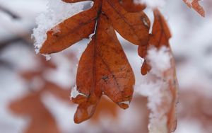 Preview wallpaper leaf, snow, macro, winter, blur