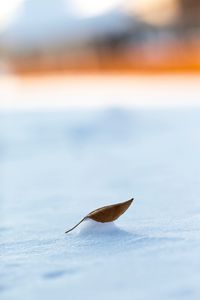 Preview wallpaper leaf, snow, macro, winter