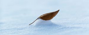 Preview wallpaper leaf, snow, macro, winter