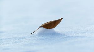 Preview wallpaper leaf, snow, macro, winter