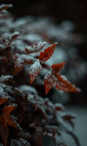 Preview wallpaper leaf, snow, macro, plant
