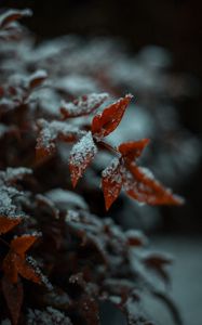 Preview wallpaper leaf, snow, macro, plant