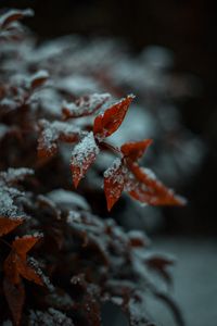 Preview wallpaper leaf, snow, macro, plant