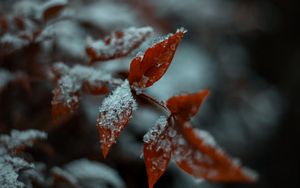 Preview wallpaper leaf, snow, macro, plant