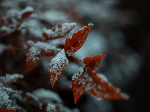 Preview wallpaper leaf, snow, macro, plant