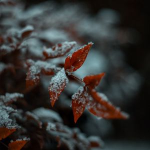 Preview wallpaper leaf, snow, macro, plant