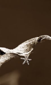 Preview wallpaper leaf, snowflake, frost