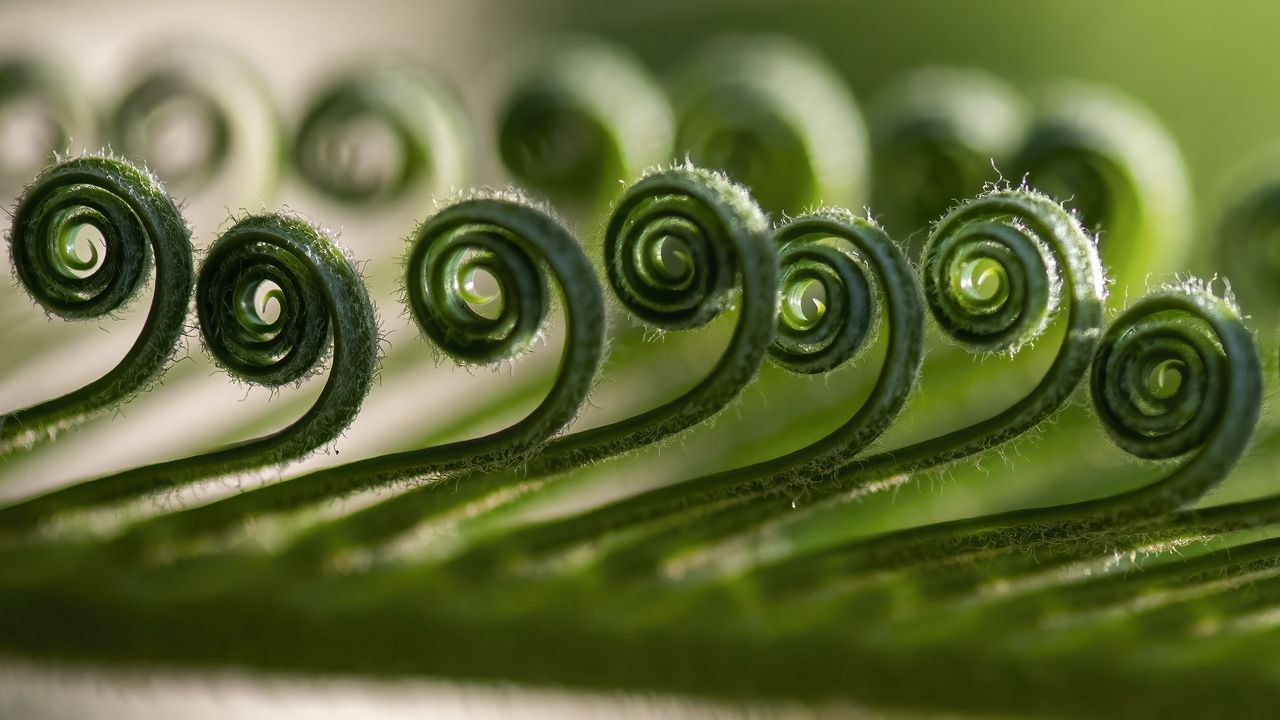 Wallpaper leaf, spiral, macro, plant, green