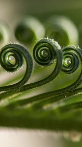 Preview wallpaper leaf, spiral, macro, plant, green