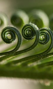 Preview wallpaper leaf, spiral, macro, plant, green