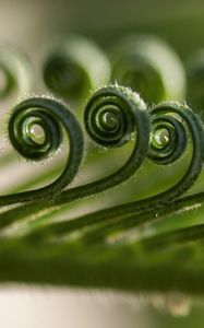 Preview wallpaper leaf, spiral, macro, plant, green