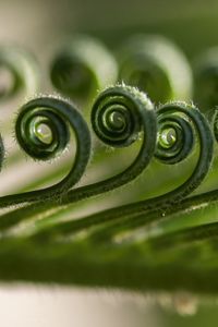Preview wallpaper leaf, spiral, macro, plant, green
