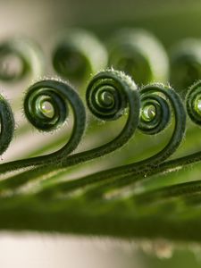 Preview wallpaper leaf, spiral, macro, plant, green