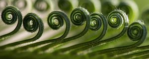 Preview wallpaper leaf, spiral, macro, plant, green