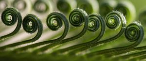 Preview wallpaper leaf, spiral, macro, plant, green