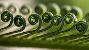 Preview wallpaper leaf, spiral, macro, plant, green
