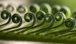 Preview wallpaper leaf, spiral, macro, plant, green