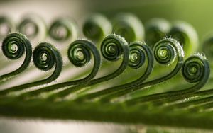 Preview wallpaper leaf, spiral, macro, plant, green