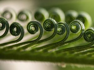 Preview wallpaper leaf, spiral, macro, plant, green