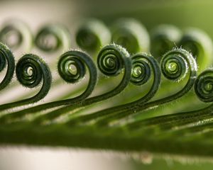 Preview wallpaper leaf, spiral, macro, plant, green