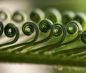Preview wallpaper leaf, spiral, macro, plant, green