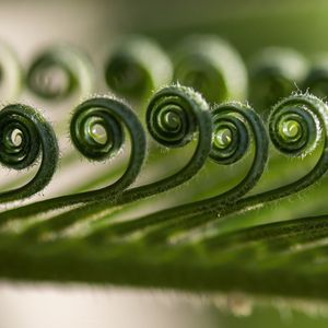 Preview wallpaper leaf, spiral, macro, plant, green