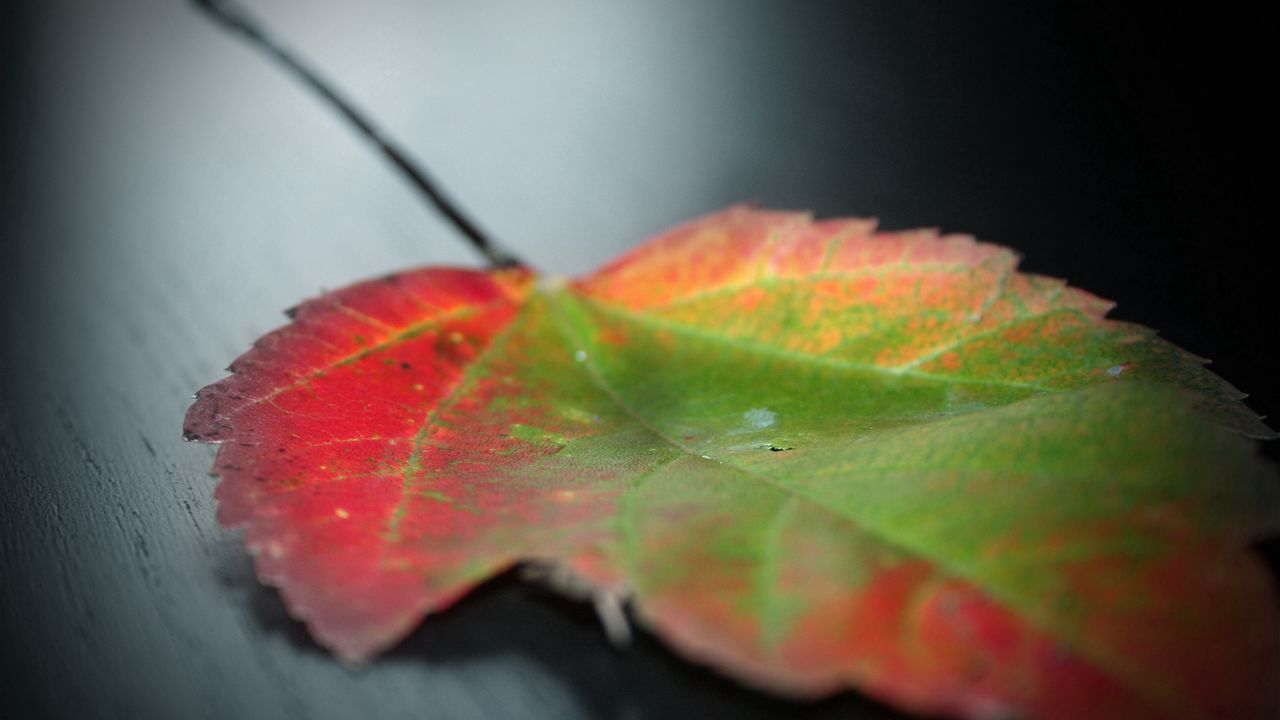 Wallpaper leaf, spot, fall