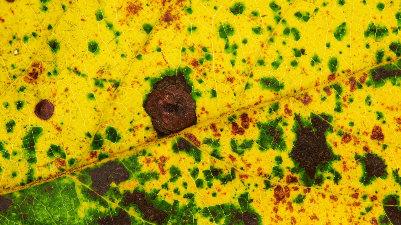 Wallpaper leaf, spots, veins, macro
