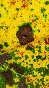 Preview wallpaper leaf, spots, veins, macro