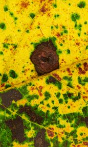 Preview wallpaper leaf, spots, veins, macro