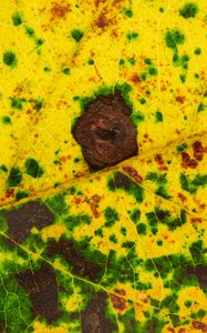 Preview wallpaper leaf, spots, veins, macro