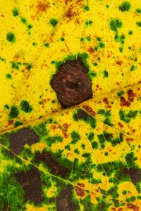 Preview wallpaper leaf, spots, veins, macro
