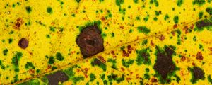 Preview wallpaper leaf, spots, veins, macro