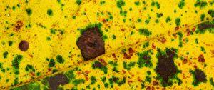 Preview wallpaper leaf, spots, veins, macro