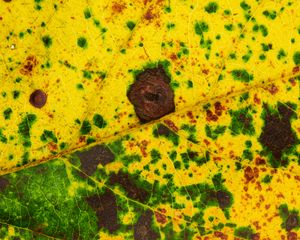 Preview wallpaper leaf, spots, veins, macro