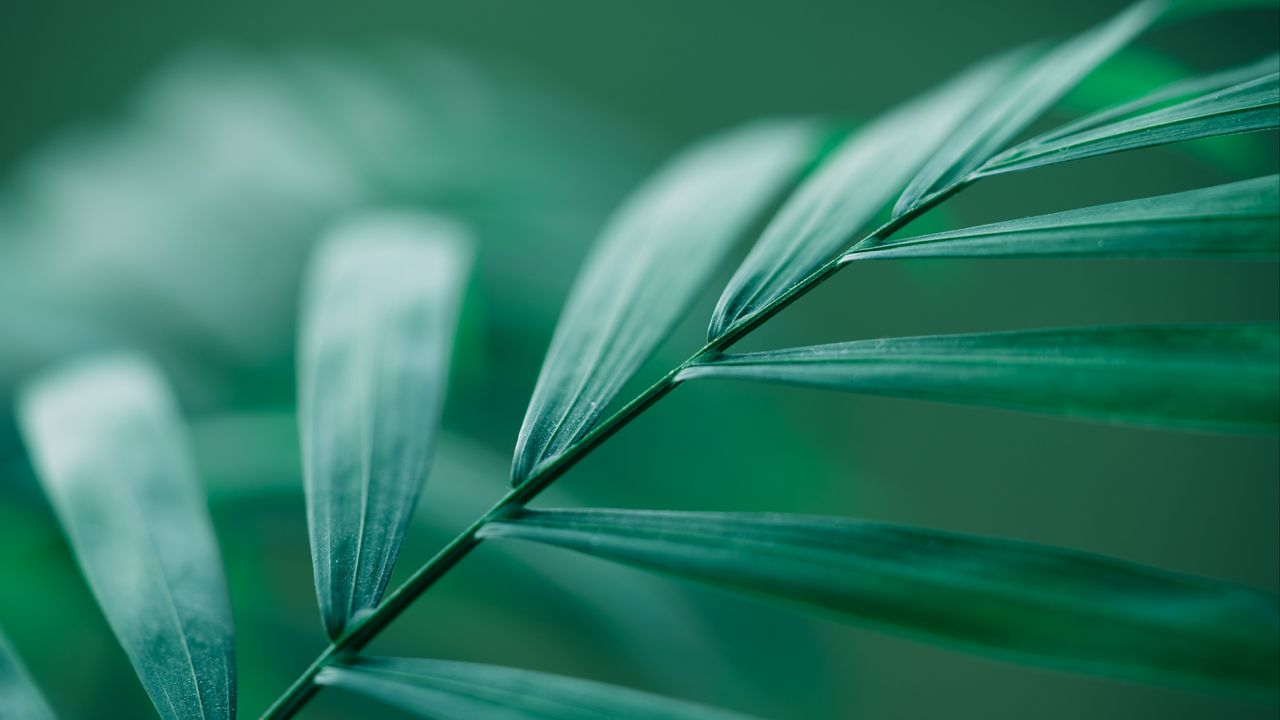 Wallpaper leaf, stem, macro, green
