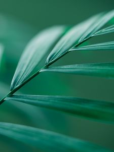 Preview wallpaper leaf, stem, macro, green