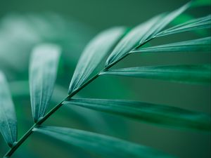 Preview wallpaper leaf, stem, macro, green