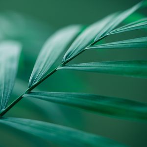 Preview wallpaper leaf, stem, macro, green