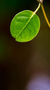 Preview wallpaper leaf, stem, plant, macro
