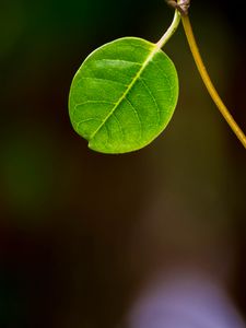 Preview wallpaper leaf, stem, plant, macro