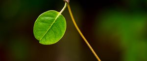 Preview wallpaper leaf, stem, plant, macro