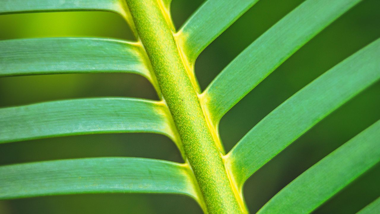 Wallpaper leaf, stem, stripes, macro, green