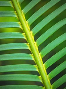 Preview wallpaper leaf, stem, stripes, macro, green