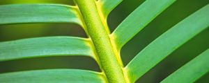 Preview wallpaper leaf, stem, stripes, macro, green
