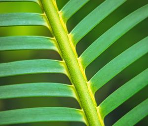 Preview wallpaper leaf, stem, stripes, macro, green